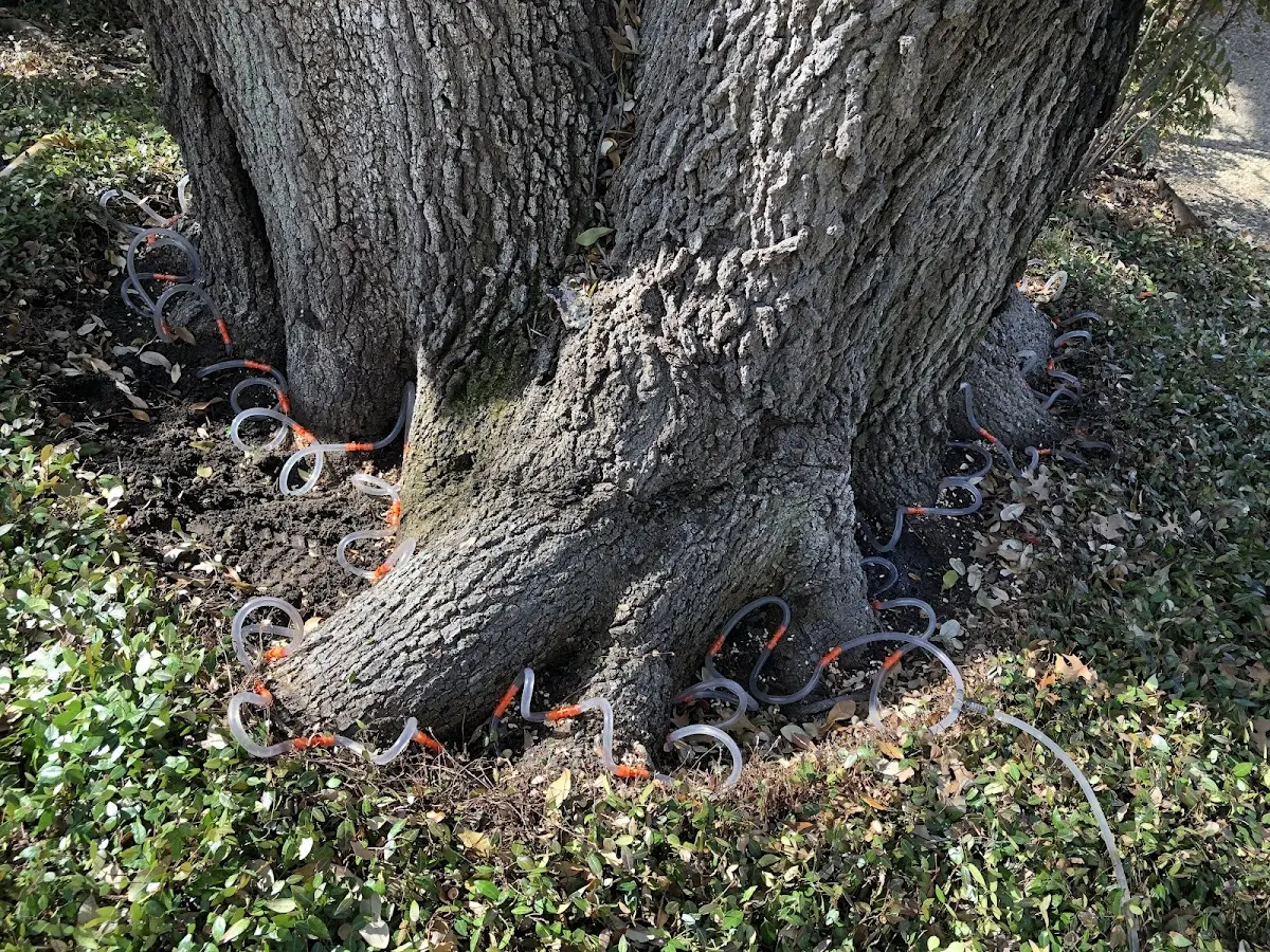 Detailed Tree Cabling and Bracing job site in Cleves