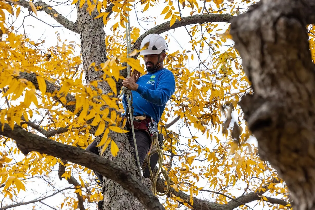 Skilled Dead Tree Removal crew working in Cleves